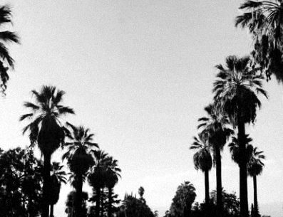 Palm-lined avenue